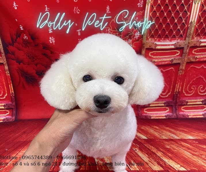 Hình ảnh DollyPet – Spa thú cưng ,Tắm cắt tỉa chó mèo Long Biên | Tắm cắt tỉa chó mèo - 4