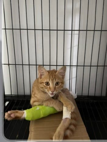 Hình ảnh Phòng Khám Thú Y AMICA - 3