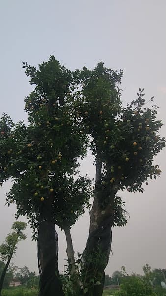 Hình ảnh Nem lụi huế - bánh tráng cuốn thịt heo - 3