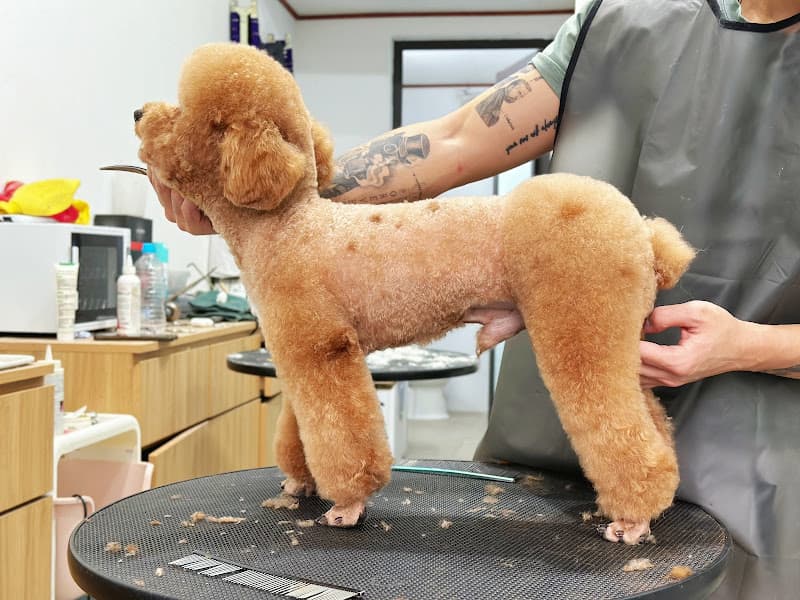 Hình ảnh Tiệm Làm Đẹp Thú Cưng - PewPew - 10