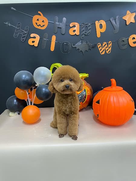 Hình ảnh Việt Spa Chăm Sóc Thú Cưng Tây Ninh - 2