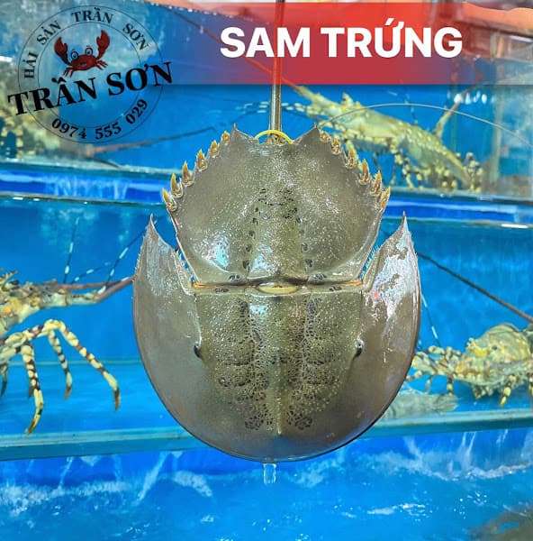 Hình ảnh Hải Sản Trần Sơn - 3