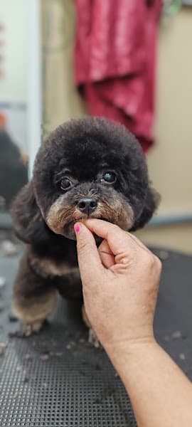 Hình ảnh Spa Mèo Cam - 3