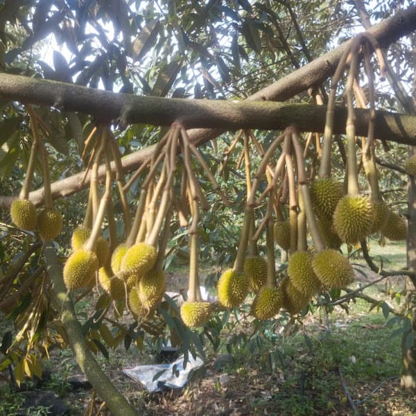 Hình ảnh Vườn trái cây Tây Nguyên đại ngàn - 3