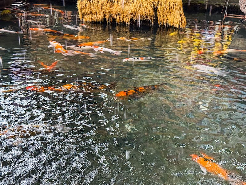 Hình ảnh Góc Phố Koi - 3
