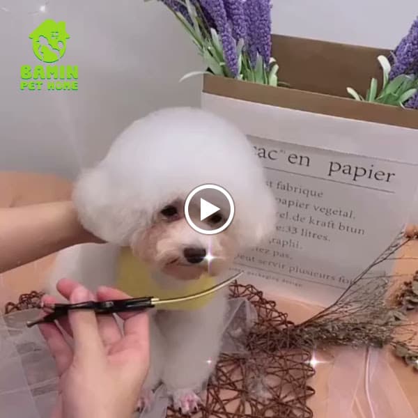 Hình ảnh Bamin Pet Home ( Đào tạo học viên, Cắt tỉa lông, spa thú cưng uy tín Cần Thơ ) - 5