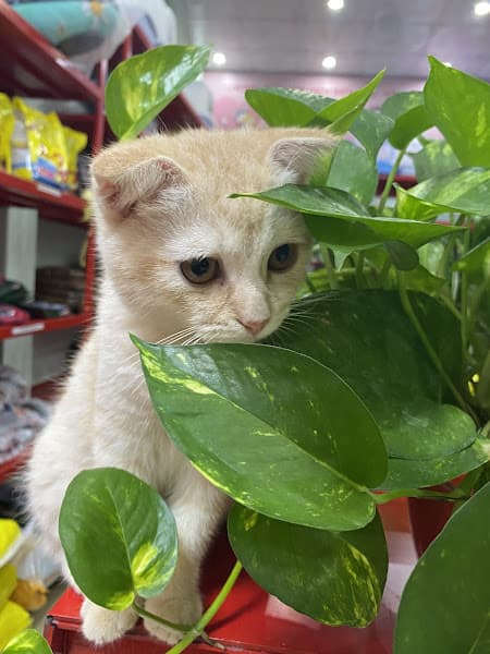 Hình ảnh Cherry Petshop Điện Biên Phủ - 3