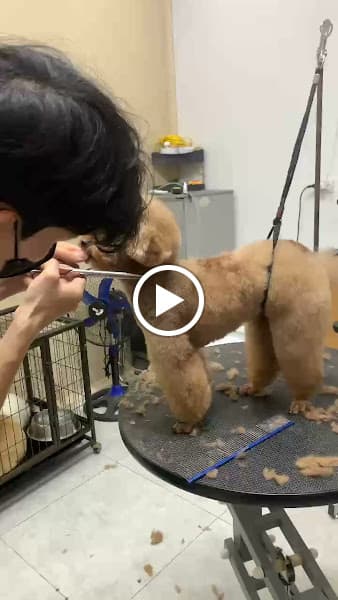 Hình ảnh Pet's Paw - Dịch vụ thú cưng ( Spa pet) - 2