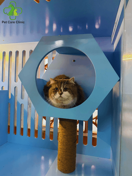 Hình ảnh Phòng Khám Thú Y Pet Care Sa Đéc - 4