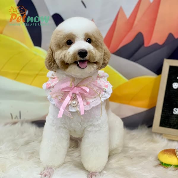 Ảnh bìa PetNow - Shop & Spa Thú Cưng