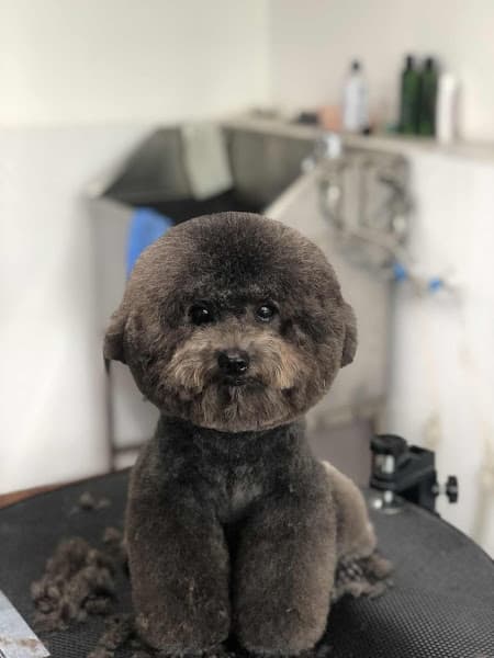 Hình ảnh PET TÈ LÈ NHÈ - 2