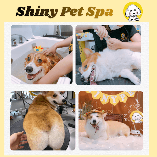 Hình ảnh Shiny Pet Spa & Hotel - Spa thú cưng cao cấp Đống Đa Hà Nội - 6