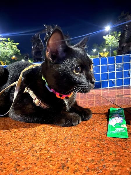 Hình ảnh Thú y Hoàng Bảo - Siêu thị thú cưng - 2