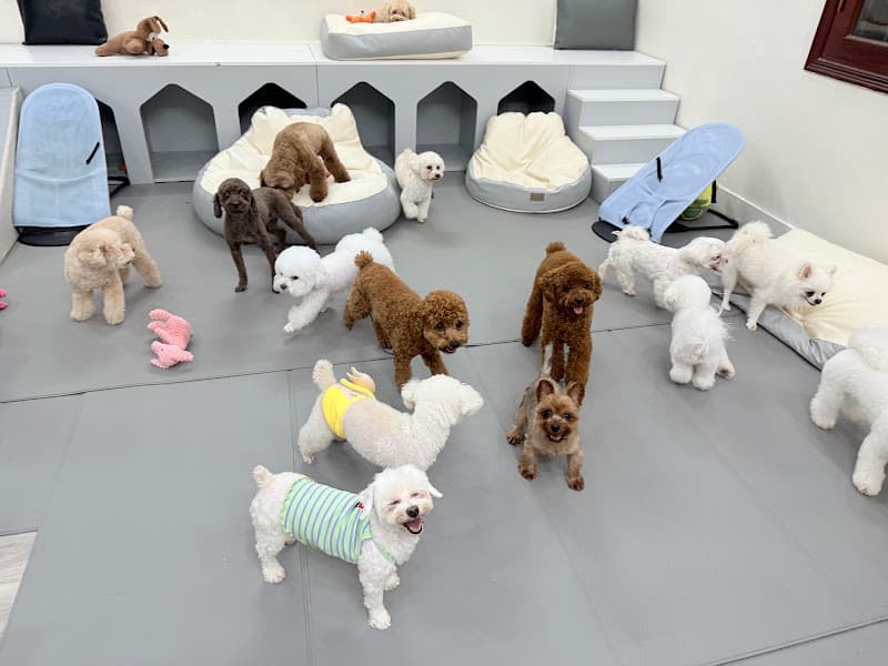 Hình ảnh Gumi Pet Shop 구미펫 - 宠物店 - 6