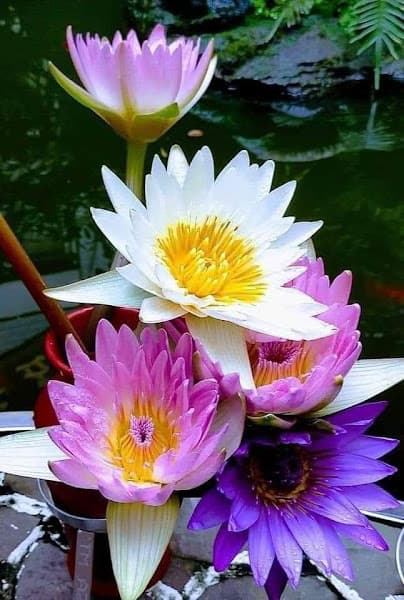 Hình ảnh Karaoke Ngân Phương - 2