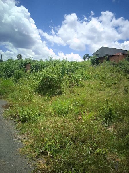 Hình ảnh Gỏi cá trích Đà Nẵng - 2