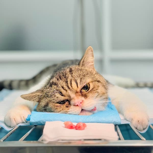 Hình ảnh Sam Pet - Phòng khám thú y - Dịch vụ thú cưng - thị xã Bình Minh - 2