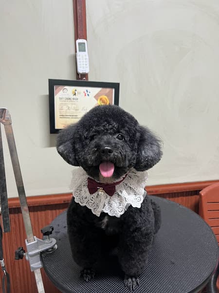 Hình ảnh Teddy Pet Shop - 7