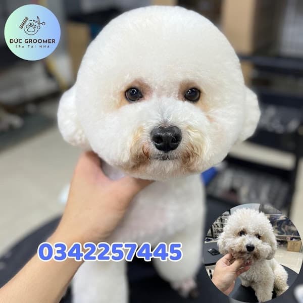 Hình ảnh Đức Groomer Pet Spa - 2