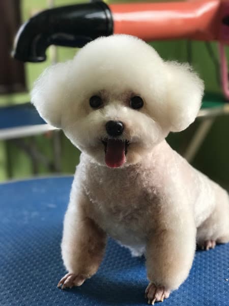 PETGOLD - Siêu thị thú cưng