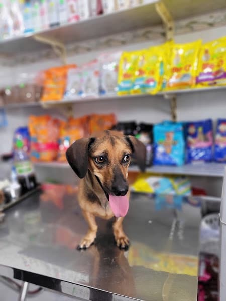 Hình ảnh Phòng Khám Thú Y Petshop Bích Diễm🏥 - 2