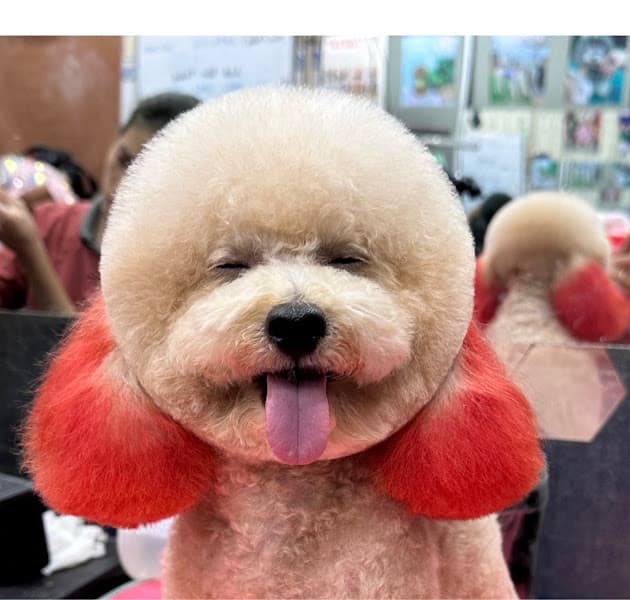 Spa Thú Cưng Mỹ Tho - Đỗ Minh Tú PetShop