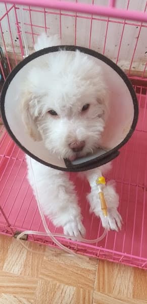 Hình ảnh Phòng Khám Thú Y Đà Lạt Pet - 4