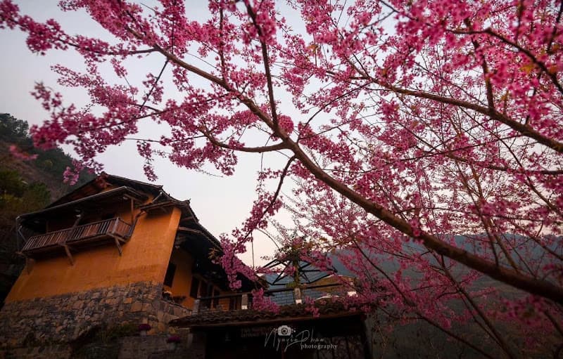 Hình ảnh Phở Có - 4