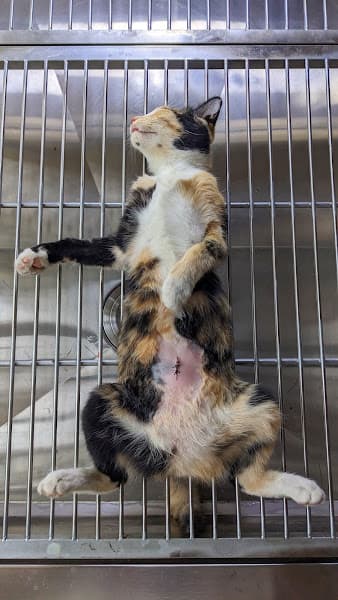 Hình ảnh B.S THÚ Y HUỲNH CÔNG HẠNH - 2