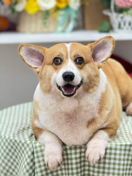 Hình ảnh PAW BOO PET HOME - 4