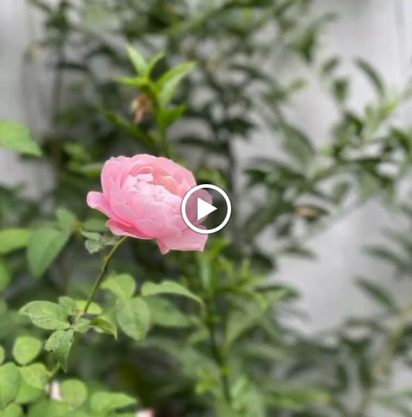 Hình ảnh A Kafe Ban Me Coffee & Tea Shop - 2