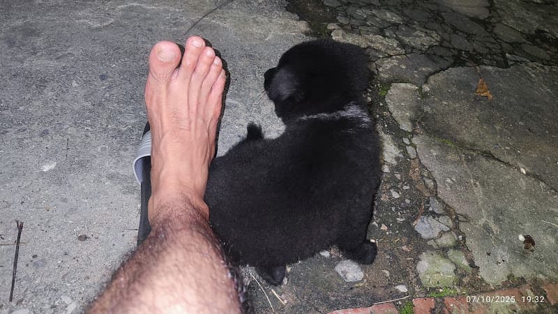 Hình ảnh Thú y Hoàng Dương - 3