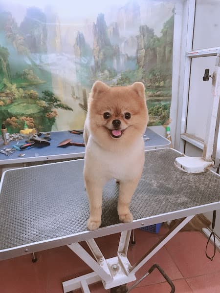 Hình ảnh MiLa Pet Lương Tài - Cửa Hàng Thú Cưng - 4