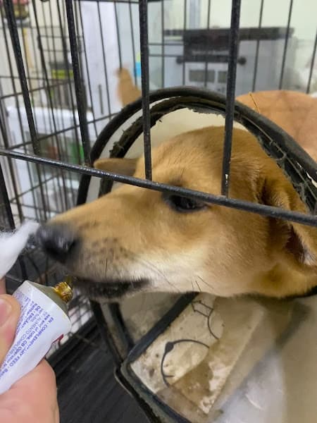 Hình ảnh Phòng Khám Thú Y Mypet Hải Phòng - 5