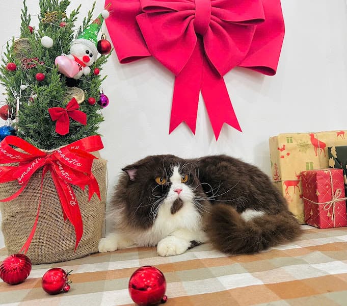 Hình ảnh Cắt tỉa lông thú cưng Cần Thơ - HQ PET - 2