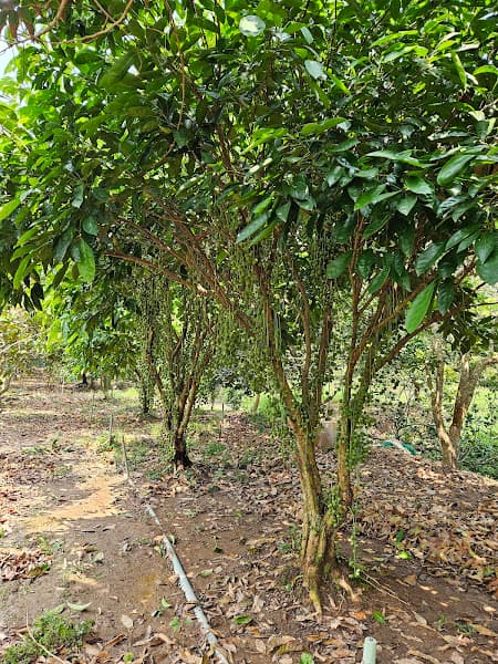 Hình ảnh Vườn Trái cây Bi Bo - 4
