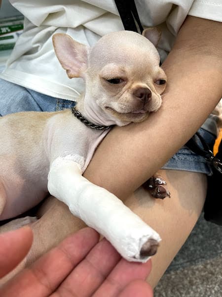 Hình ảnh Bệnh Viện thú y SHIBA - 3