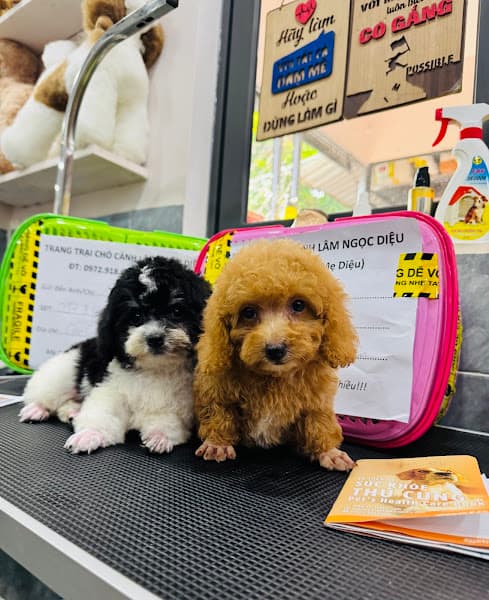 Hình ảnh Trang Trại Chó Cảnh Lâm Ngọc Diệu - 2