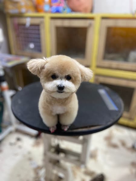 Hình ảnh SƠN SPA - TIỆM CẮT LÔNG CHÓ MÈO & PET SHOP - 2