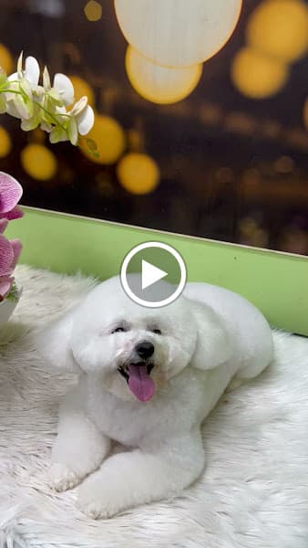 Hình ảnh RICHY PET _ Thế Giới Thú Cưng - 2