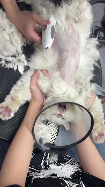 Hình ảnh Spa Cắt Tỉa Lông Cho Chó Mèo Gò Vấp- Arale Petshop - 3