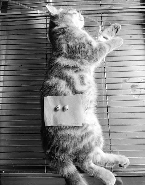 Hình ảnh Phòng Khám Thú Y San San Pet - 5