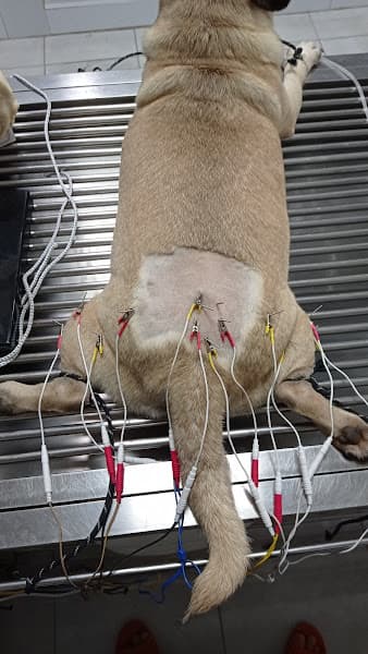 Hình ảnh PHÒNG KHÁM THÚ Y H-VET BUÔN HỒ - 4