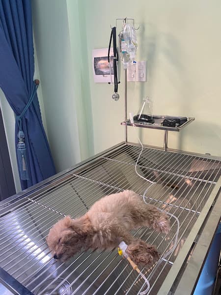 Hình ảnh Phòng Khám Thú Y VVET Đà Nẵng - 3