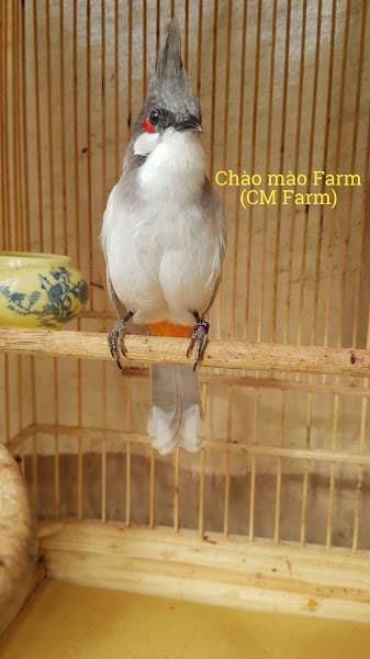 Hình ảnh Chào mào farm: Trại chim chào mào đột biến sinh sản. - 3