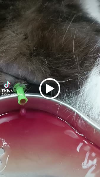 Hình ảnh PHÒNG KHÁM, SPA THÚ CƯNG LONG BIÊN POPPY PET - 3