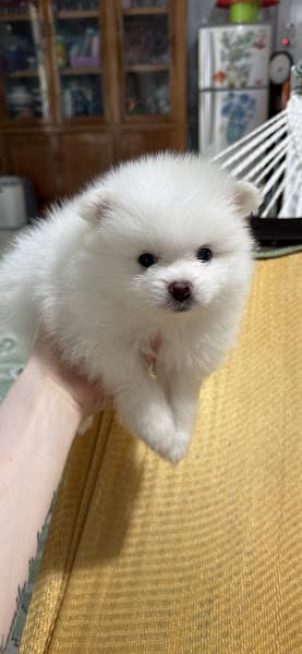 Hình ảnh Trại Chó Mèo Kiểng Ngọc Phương Pet Shop - 3