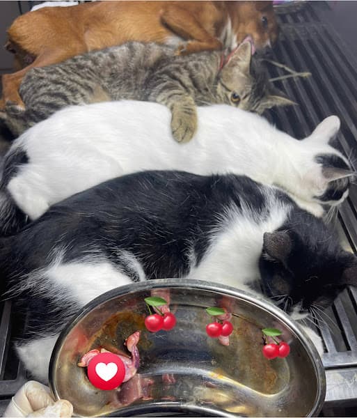 Hình ảnh PHÒNG KHÁM THÚ Y MỸ HÀO - 4