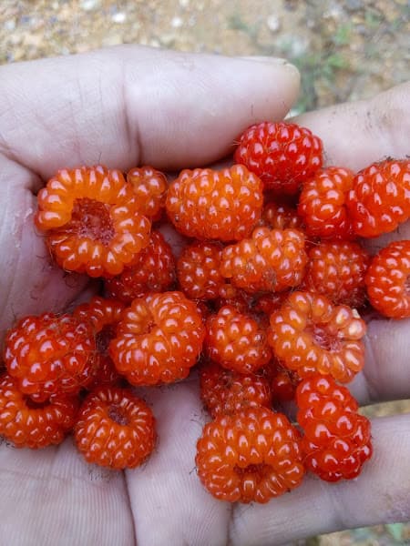 Hình ảnh Quán Cháo Lươn Sơn Phương - 2