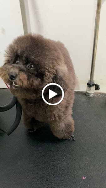 Hình ảnh Phòng Khám Thú Y Babu Pet - 4